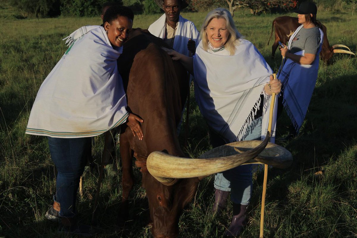 The beauty of the Ankole cow is now being exhibited worldwide, for it is such a tourism asset.
These cows feed on grass , as they are natural grazers, they are so productive, their milk, meat, and hides are high quality as well as items made from  their horns and dung.
#emburara