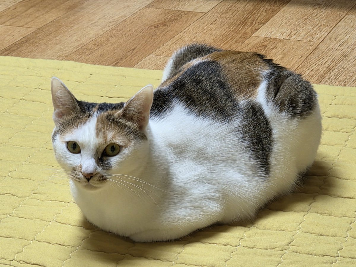 meow_nuri's tweet photo. https://t.co/3ypB0GH1HQ
