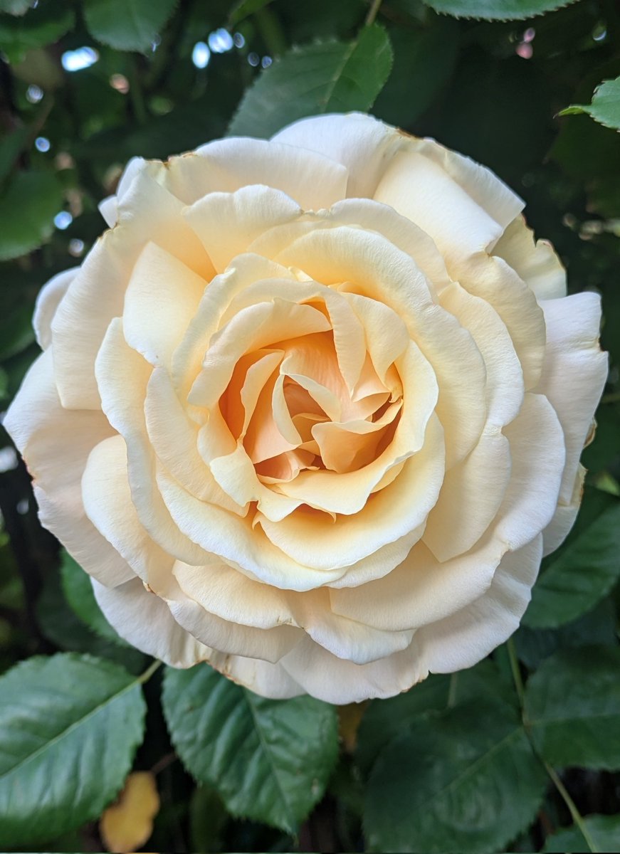 Look at this fuckn perfect rose. LOOK AT IT.