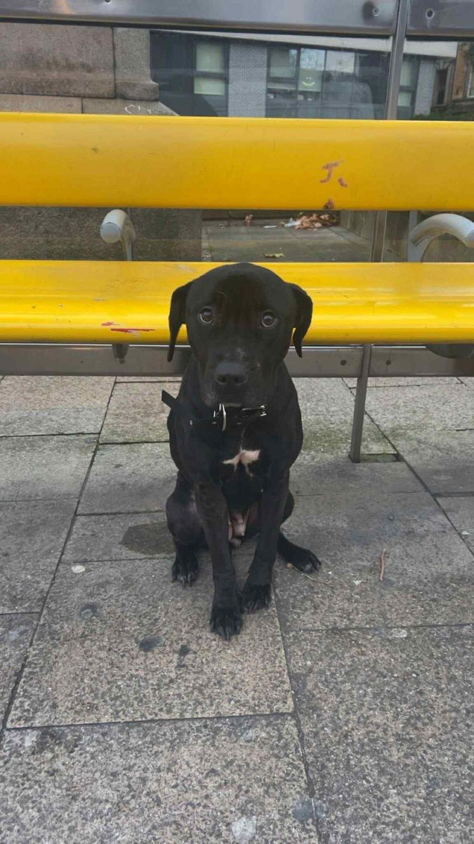 AdoptionsUk's tweet image. Very urgent, please retweet to help find this poor abandoned dog find a rescue shelter space #LIVERPOOL #UK  DUMPED TIED TO A BENCH!! 
Now in a council pound she is AT RISK OF EUTHANASIA TODAY TUESDAY NOV 25🚨🚨🚨
Not available for adoption
Contact if you have information or can…