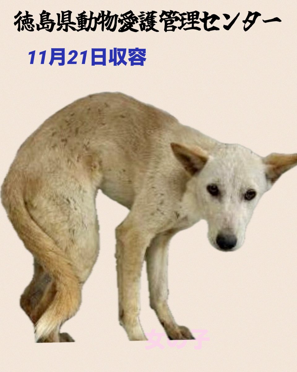 gollfe's tweet image. 野犬だと思われます
怖い思いをしての捕獲だと
怯えてます
行き場の無い女の子
厳しいです
徳島県です
応援お願い致します🙏🏻

♦️住民通報
🔹11/21 板野郡上板町神宅字宮ノ北
🔹雑種.成犬.白.メス.中型(小さめ)
🆘徳島県動物愛護管理センター
douai-tokushima.com/stray/doglist