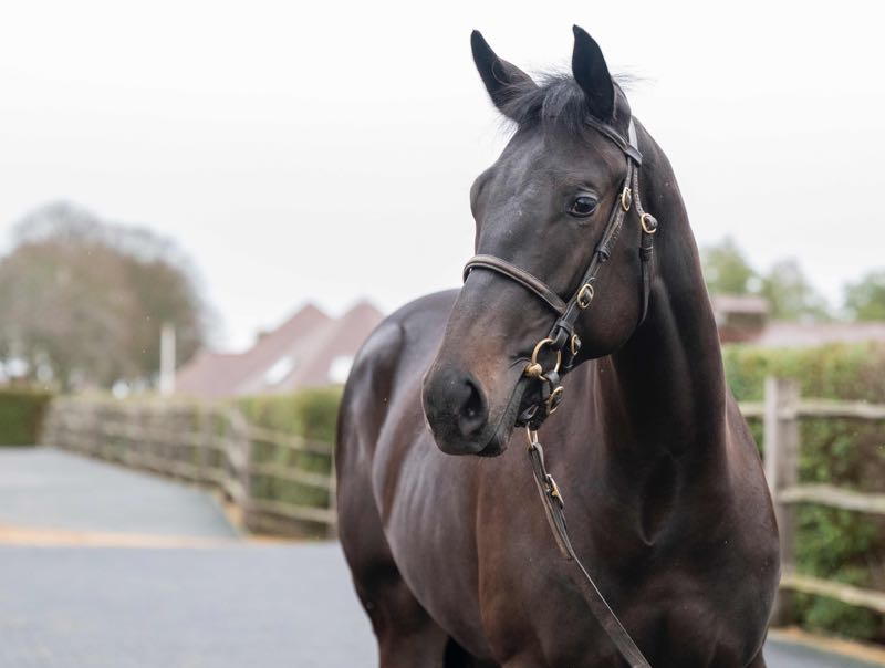 Coolmore purchase at Tatts December Yearling Sale 

Lot 53 - Filly - Wootton Bassett x Entrancing
Dam race winning daughter of Mayson - Dams Second Foal 
Purchased by Avenue Bloodstock on behalf of MV Magnier for 200,000 Guineas