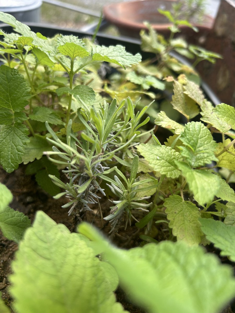 小さな小さなイングリッシュラベンダーの苗。貴重な貴重な真正ラベンダー。
沖縄の冬を越えられるのか？