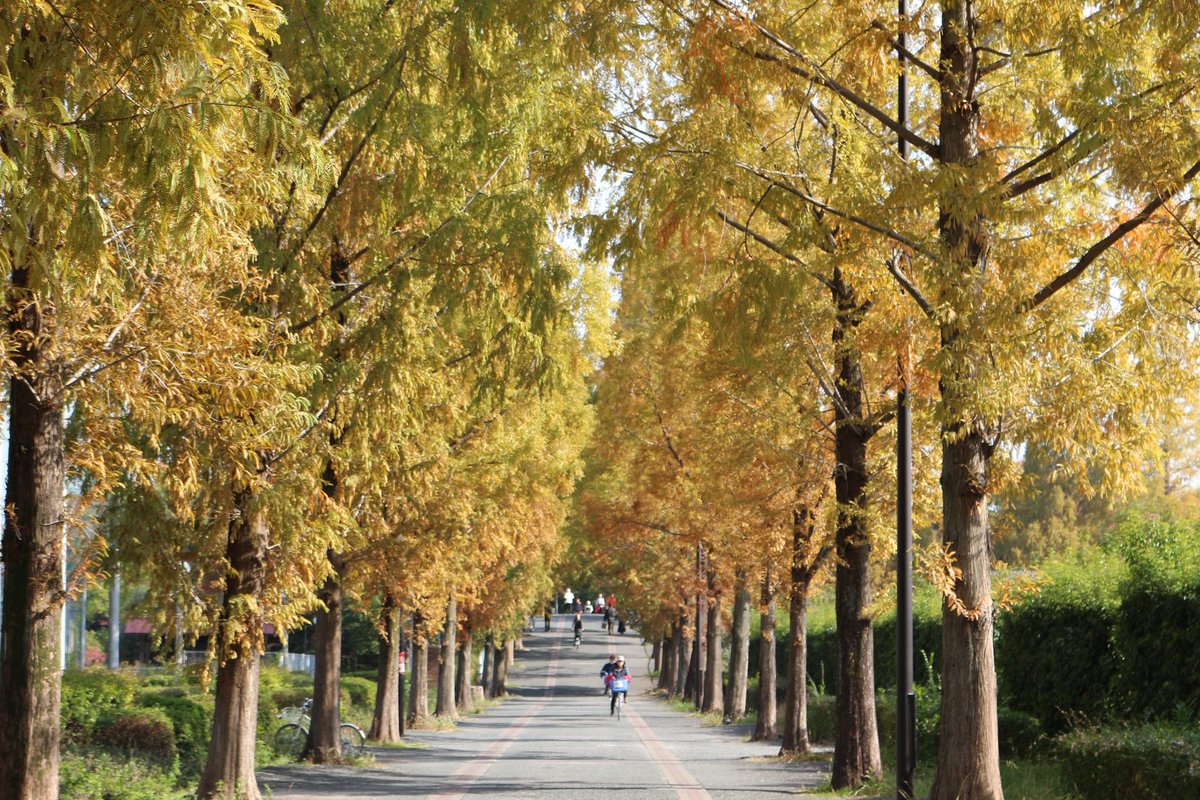 11/24 紅葉情報🍂 
見頃🍁 
#イチョウ📍バーベキュー場/山のエリア北側外周
#ケヤキ📍けやき通
#モミジ📍政府苑跡/日本庭園/カナダ庭園
#メタセコイア📍緑のせせらぎ南側

色付きはじめ🌲
#メタセコイア📍中央通/緑地西橋

詳細は👇 
tsurumi-ryokuchi.jp/flower/index.h…
#鶴見緑地 #紅葉 #開花情報