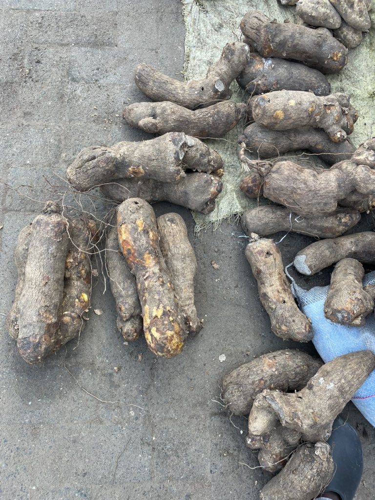 obaimoleelubo's tweet photo. Good morning x family 

Small yam is available for three 2500 and six for 5000

Sabo market ikorodu Lagos state 

I delivered nationwide https://t.co/4wcx1FCnow