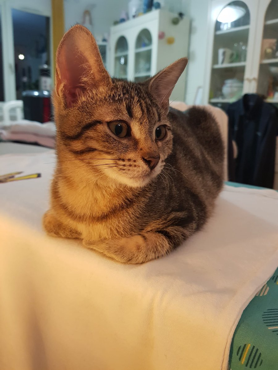 collectif_bois's tweet image. BLA BLA CAT
Nos deux chatons, ANNIE femelle et GIGI mâle recherchent leur famille. adoptive pour la vie. Adorables et participants activement au repassage de la famille d’accueil. Un coup de cœur, merci 
@onevoiceanimal @SavoirAnimal07 @FIFI728657 @LigueDesAnimaux @INDIANPARIS1