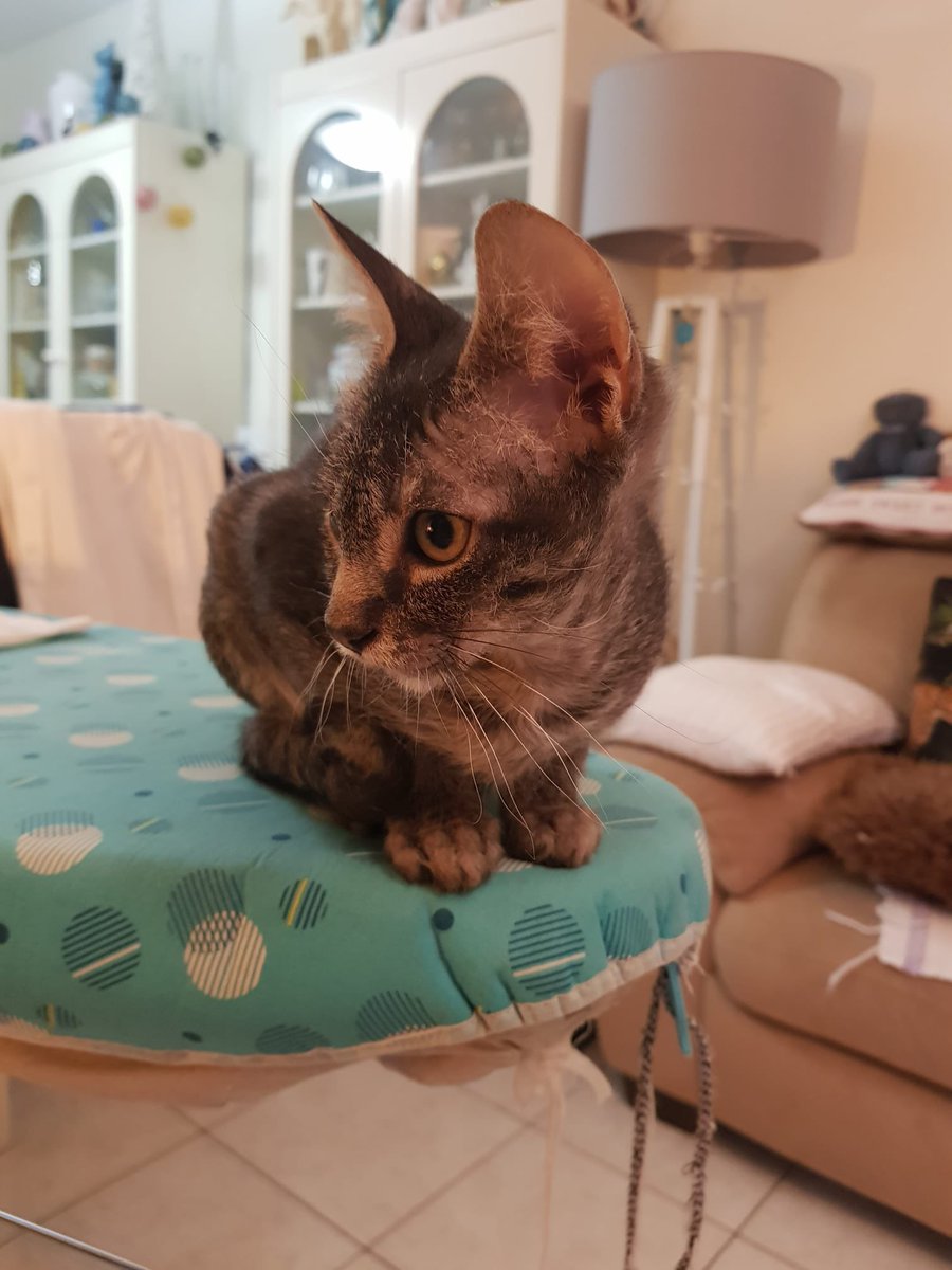 collectif_bois's tweet image. BLA BLA CAT
Nos deux chatons, ANNIE femelle et GIGI mâle recherchent leur famille. adoptive pour la vie. Adorables et participants activement au repassage de la famille d’accueil. Un coup de cœur, merci 
@onevoiceanimal @SavoirAnimal07 @FIFI728657 @LigueDesAnimaux @INDIANPARIS1