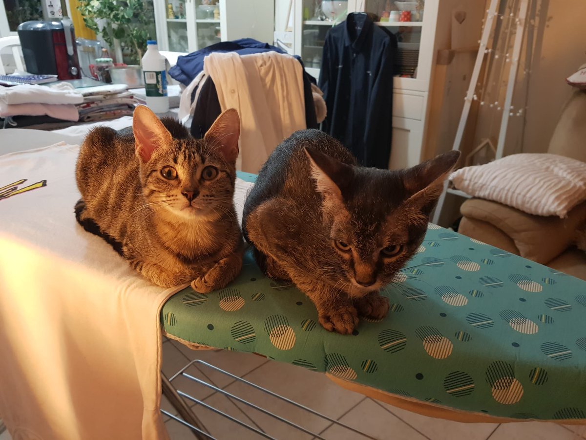 collectif_bois's tweet image. BLA BLA CAT
Nos deux chatons, ANNIE femelle et GIGI mâle recherchent leur famille. adoptive pour la vie. Adorables et participants activement au repassage de la famille d’accueil. Un coup de cœur, merci 
@onevoiceanimal @SavoirAnimal07 @FIFI728657 @LigueDesAnimaux @INDIANPARIS1