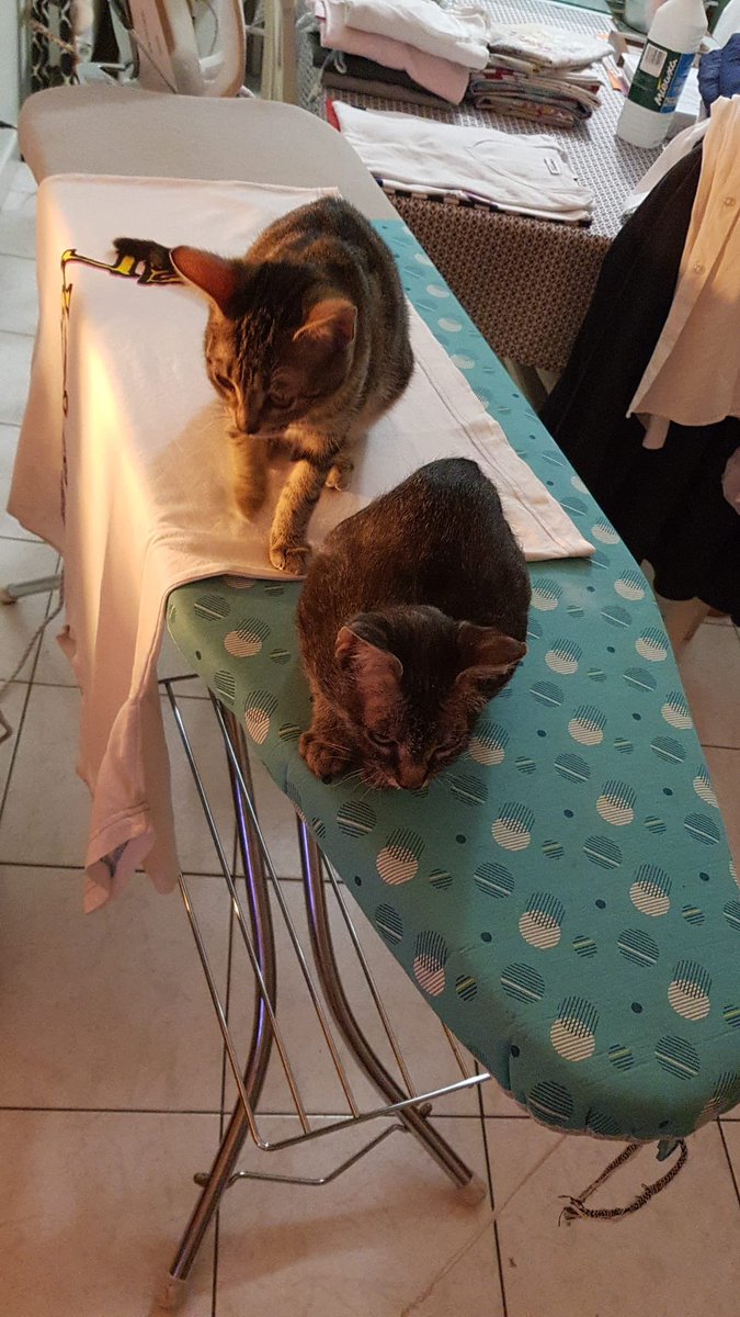 collectif_bois's tweet image. BLA BLA CAT
Nos deux chatons, ANNIE femelle et GIGI mâle recherchent leur famille. adoptive pour la vie. Adorables et participants activement au repassage de la famille d’accueil. Un coup de cœur, merci 
@onevoiceanimal @SavoirAnimal07 @FIFI728657 @LigueDesAnimaux @INDIANPARIS1