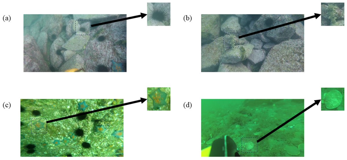 Fishes_MDPI's tweet image. 🐟#HighlyViewed paper in 2025

Utilizing an Enhanced YOLOv8 Model for #Fishery #Detection
👉mdpi.com/2410-3888/10/2…

🌊#YOLOv8n #long_distancemodeling #efficientdownsampling #improveddetectionhead