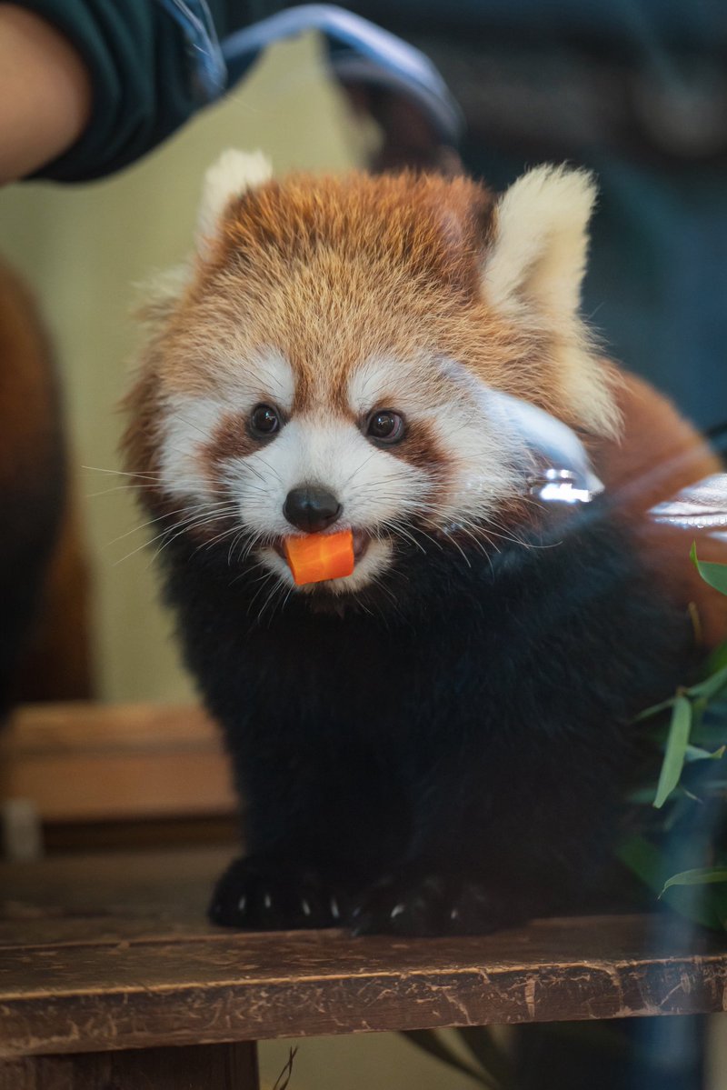 Run_RedPanda's tweet image. はみはみ🥕🥕

2025.11.14
#日本平動物園
#レッサーパンダ 
#redpanda #小熊猫 
#ニコ仔