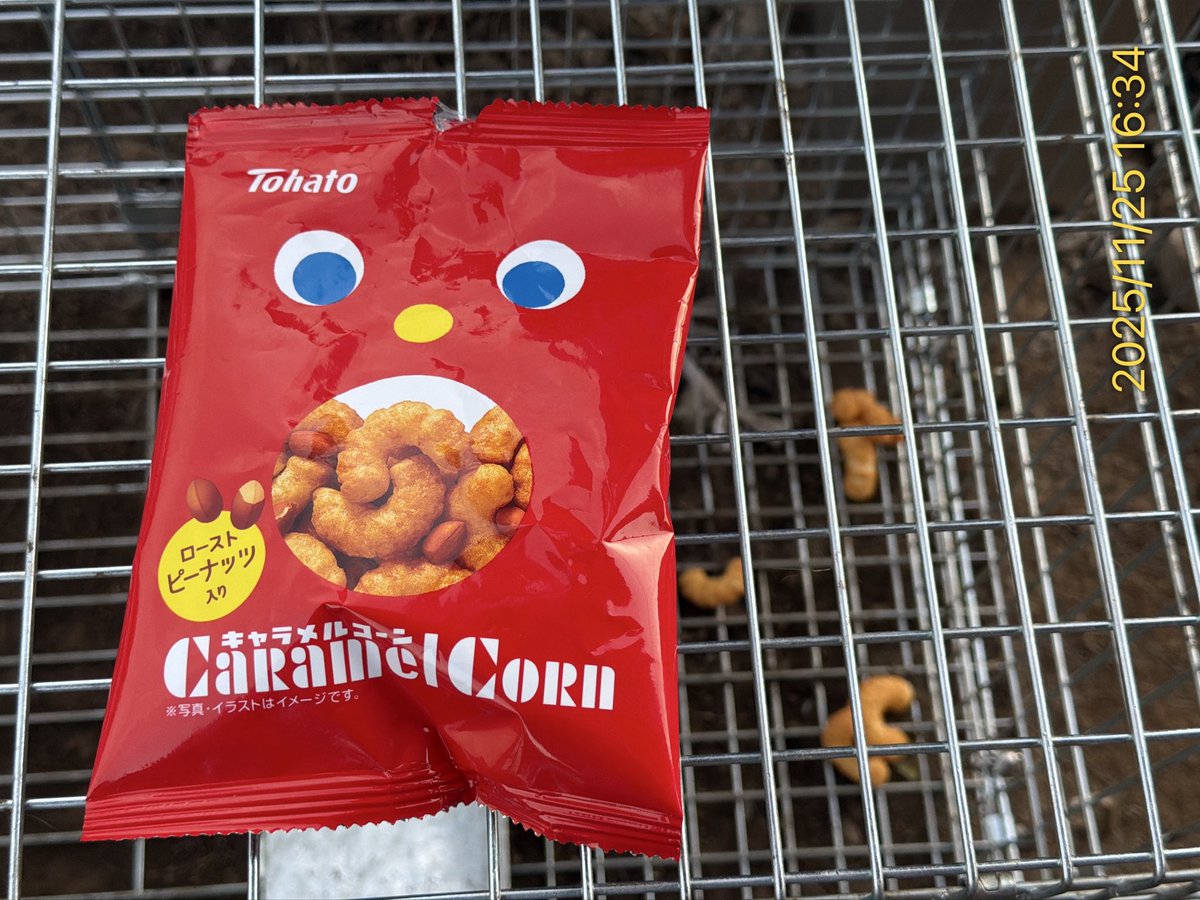 CarsNarcy's tweet photo. アライグマ捕獲用のエサをキャラメルコーンに変更しました！
「これなら猫は食べないかな？」と思ったのに…
置いたそばから 白ちゃん が食べてるー😱
入口付近にはもう置けませんね💦
まさか、2回も箱罠に捕まらないよね…？😂 https://t.co/necoZ3OzSi