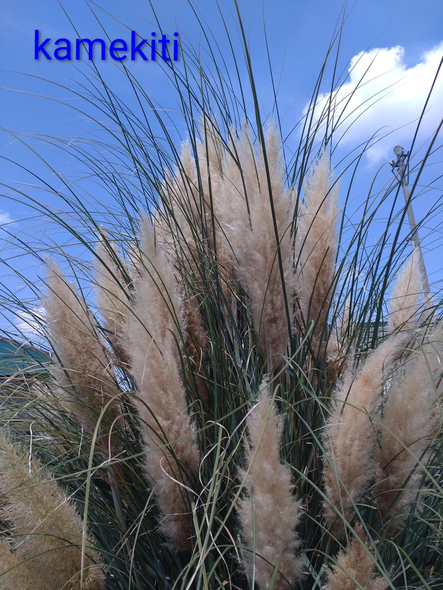 かめきち (@E9Ep7HchhwchZot) / Posts / X