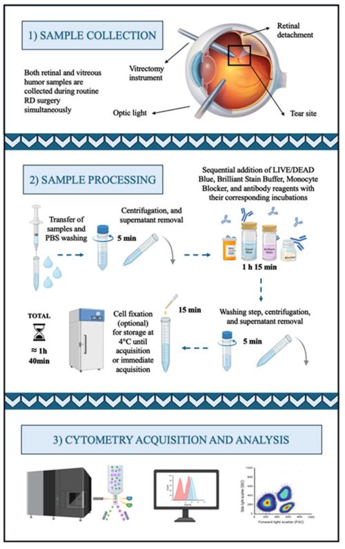 MPs_MDPI's tweet image. #newpaper
☀️☀️Welcome to read the paper by Ricardo Usategui-Martín et al. | High-Dimensional  Immune Profiling of Human Retinal Detachment Samples Using Spectral #FlowCytometry: A #Protocol for Intraocular Immunotyping
👉mdpi.com/2409-9279/8/6/…
#retinaldetachment #immunemarkers
