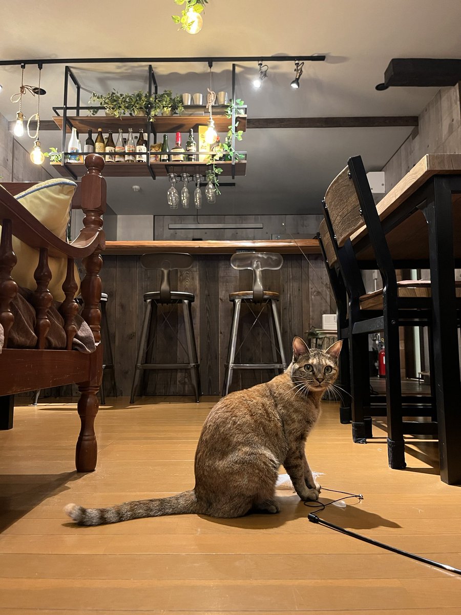 sasaosou's tweet image. チェックイン待ち。
最近新入りばかりを可愛がってて少しご機嫌ななめの姐さん🐱
#八丈島
#ゲストハウス