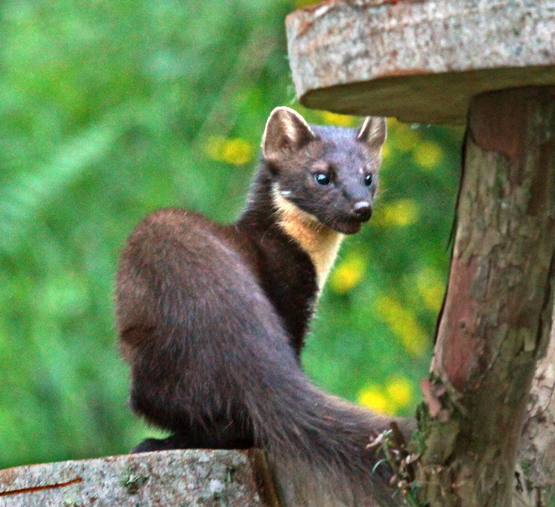 [🔗](api.tinyfox.dev/hourly/pinemar…)