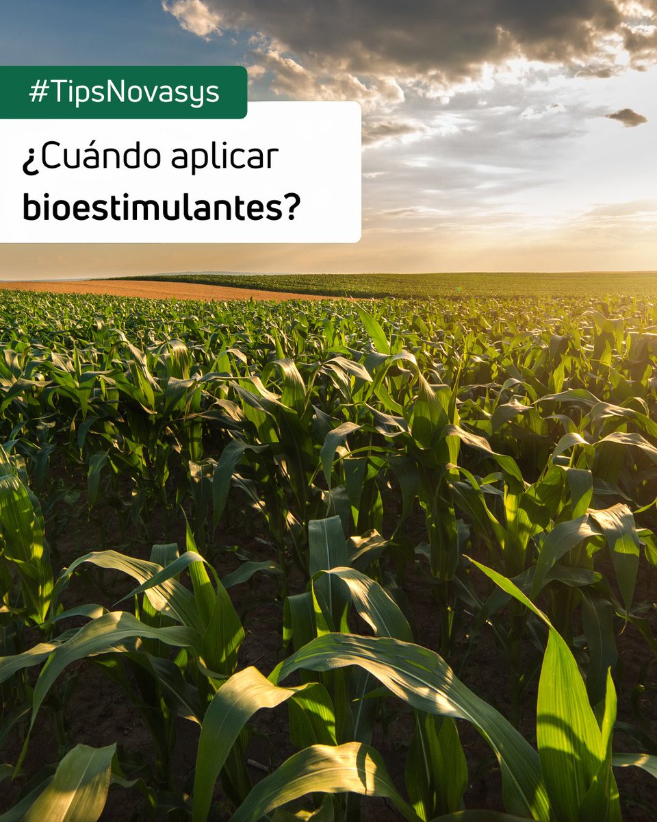 ¿Cuándo aplicar bioestimulantes?

1. Enraizamiento
2. Crecimiento vegetativo
3. Floración y cuajado
4. Estrés por calor o sequía

Recuerda: la aplicación en los momentos adecuados marca la diferencia entre un cultivo estable y un cultivo extraordinario.