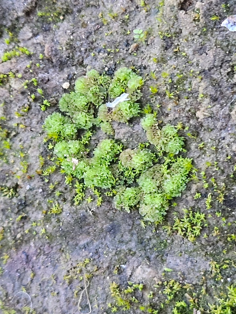 Marc Riera tweet media