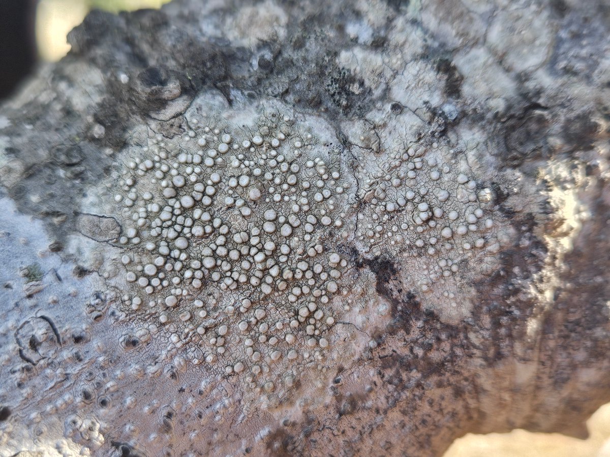 Aquest cap de setmana hem divulgat els #briòfits i #líquens del <a href="/boscmarquesa/">Fundación Bosc de la Marquesa</a>, amb els companys de <a href="/BrioLi_PPCC/">BrioLi_PPCC</a> <a href="/ICHN_IEC/">Institució Catalana d'Història Natural (ICHN)</a> Amb la ciència ciutadana, apropem una flora i funga poc coneguda a la ciutadania. Dades de biodiversitat a <a href="/inaturalist/">iNaturalist</a> <a href="/GBIF/">GBIF @biodiversity.social/@gbif</a> @gbif