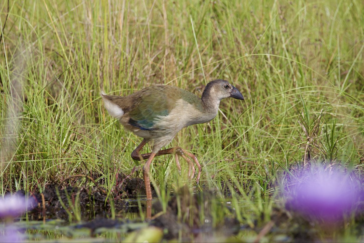 bentique3's tweet photo. The Purple Swamphen 
(Porphyrio porphyrio) 
Rather illusive but this morning we managed to get the boat engine off n crawled quietly to a position of good observation. 
It’s that season when we have most bird chicks fledgling and getting full plumage as seen in this sub adult. https://t.co/R13sglk2up