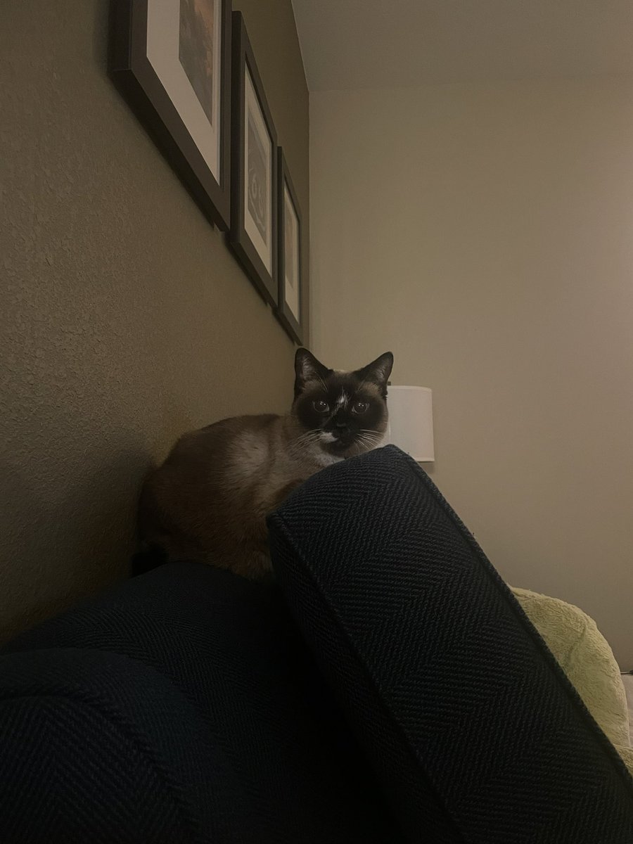 idkhow2dothat's tweet image. my little angel