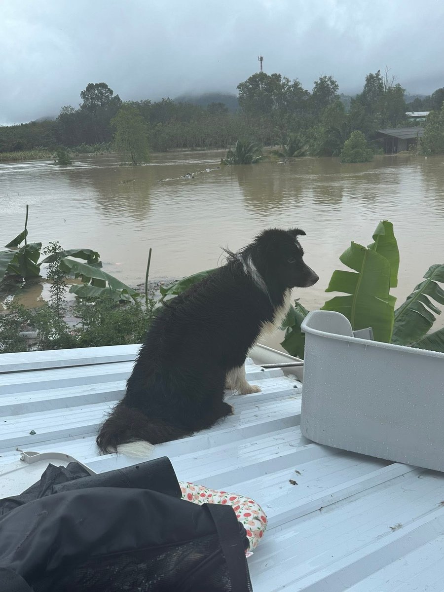 KookkaiiK's tweet image. ช่วยหน่อยนะคะ ไม่ไหวแล้วจริงๆ กำลังจะหมดแรงมากๆ เด็กไม่มีเป๋าใส่เลยไปกับน้ำแล้ว ไม่รู้จะขอช่วยทางไหนทางได้้บ้าง แม่ร้องไห้จนไม่มีน้ำตา ภาวนาจนหมดแรงแล้วค่ะ 🙏🏻 

พิกัดเกาะหมี ซอยข้างมัสยิด อยู่บนหลังคาบ้านเลขที่ 18/8 แบตจะหมดแล้วค่ะ

FB: แชมพูวว วว&apos;วววววว

 #นํ้าท่วมหาดใหญ่