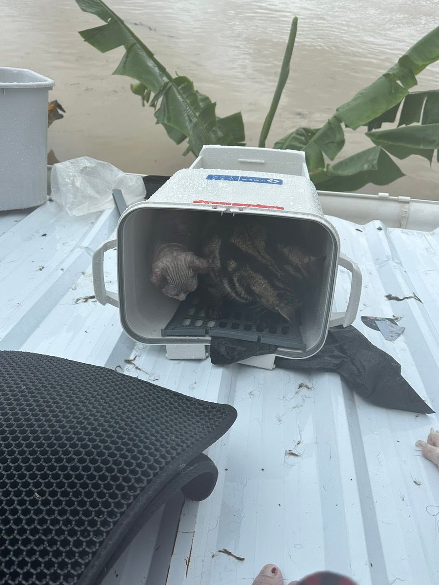 KookkaiiK's tweet image. ช่วยหน่อยนะคะ ไม่ไหวแล้วจริงๆ กำลังจะหมดแรงมากๆ เด็กไม่มีเป๋าใส่เลยไปกับน้ำแล้ว ไม่รู้จะขอช่วยทางไหนทางได้้บ้าง แม่ร้องไห้จนไม่มีน้ำตา ภาวนาจนหมดแรงแล้วค่ะ 🙏🏻 

พิกัดเกาะหมี ซอยข้างมัสยิด อยู่บนหลังคาบ้านเลขที่ 18/8 แบตจะหมดแล้วค่ะ

FB: แชมพูวว วว&apos;วววววว

 #นํ้าท่วมหาดใหญ่