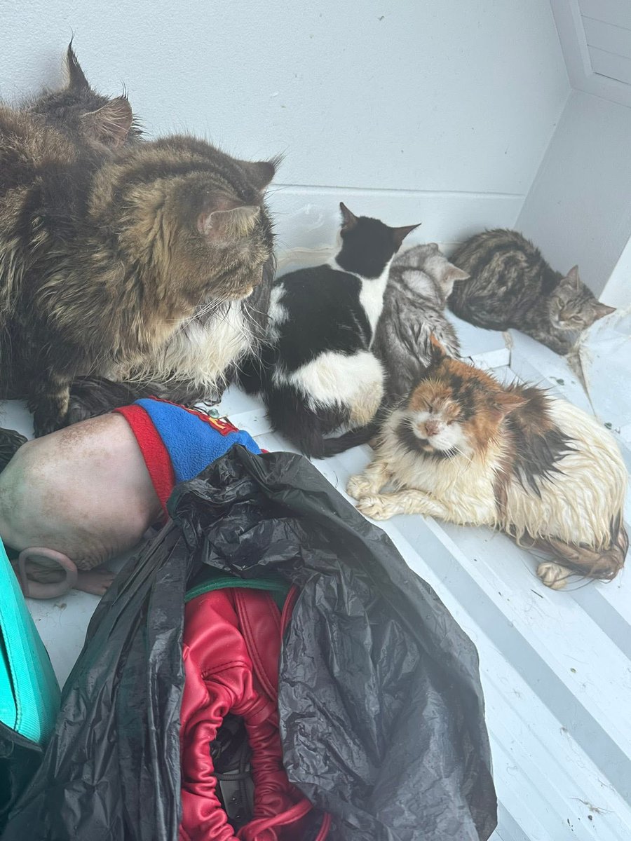 KookkaiiK's tweet image. ช่วยหน่อยนะคะ ไม่ไหวแล้วจริงๆ กำลังจะหมดแรงมากๆ เด็กไม่มีเป๋าใส่เลยไปกับน้ำแล้ว ไม่รู้จะขอช่วยทางไหนทางได้้บ้าง แม่ร้องไห้จนไม่มีน้ำตา ภาวนาจนหมดแรงแล้วค่ะ 🙏🏻 

พิกัดเกาะหมี ซอยข้างมัสยิด อยู่บนหลังคาบ้านเลขที่ 18/8 แบตจะหมดแล้วค่ะ

FB: แชมพูวว วว&apos;วววววว

 #นํ้าท่วมหาดใหญ่