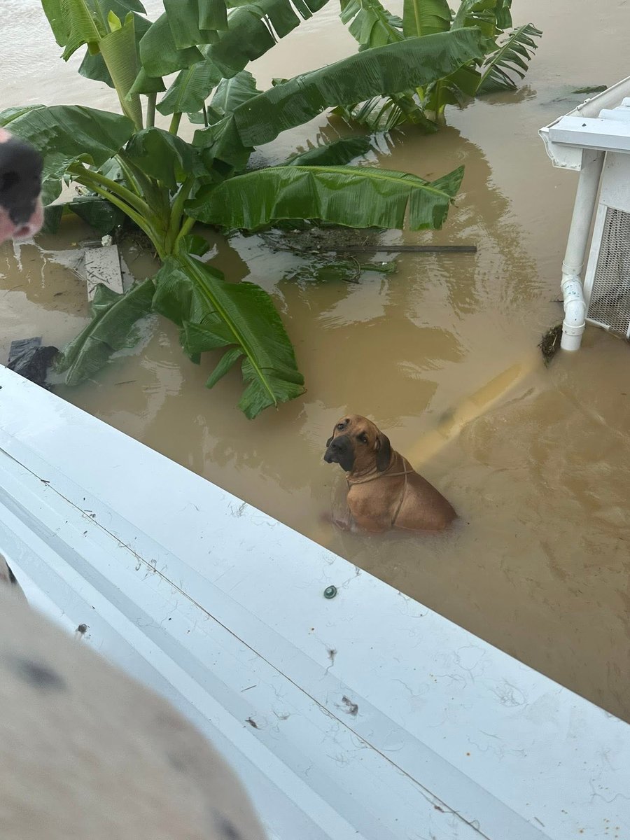 KookkaiiK's tweet image. ช่วยหน่อยนะคะ ไม่ไหวแล้วจริงๆ กำลังจะหมดแรงมากๆ เด็กไม่มีเป๋าใส่เลยไปกับน้ำแล้ว ไม่รู้จะขอช่วยทางไหนทางได้้บ้าง แม่ร้องไห้จนไม่มีน้ำตา ภาวนาจนหมดแรงแล้วค่ะ 🙏🏻 

พิกัดเกาะหมี ซอยข้างมัสยิด อยู่บนหลังคาบ้านเลขที่ 18/8 แบตจะหมดแล้วค่ะ

FB: แชมพูวว วว&apos;วววววว

 #นํ้าท่วมหาดใหญ่