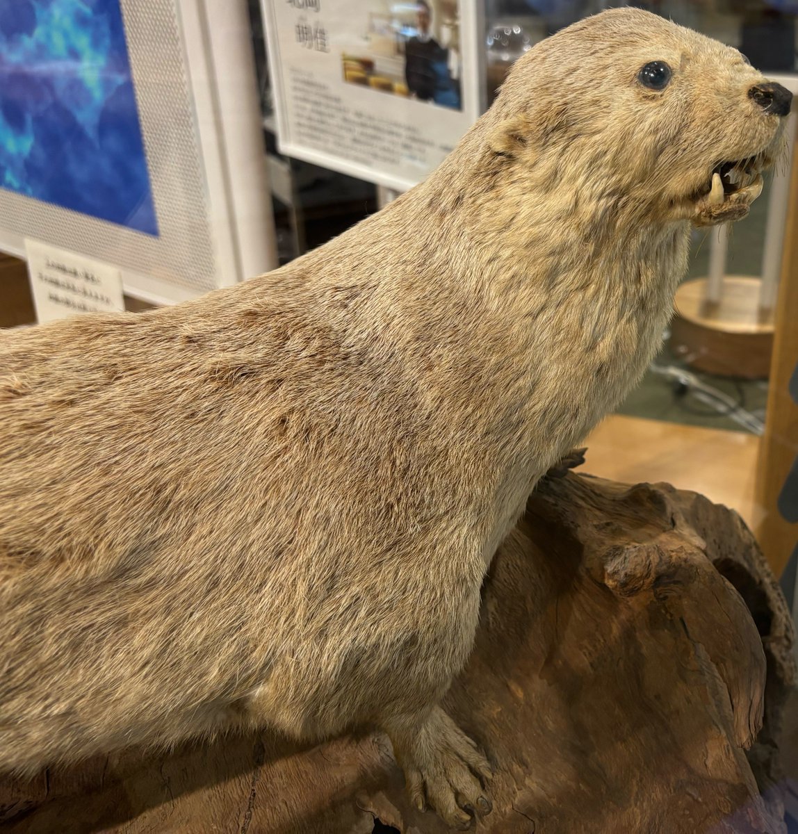 ニホンカワウソ