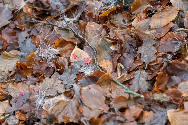 #Allgemein #TermineVeranstaltungen #anschuss #Nachsuche #Seminar Jagdpraxis: „Anschuss-Seminar“ mit Dennis Möller dlvr.it/TPS44n