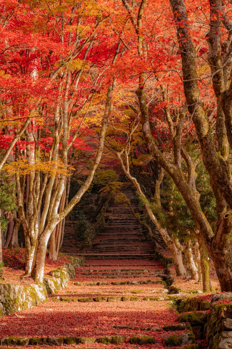 tanipho's tweet photo. 今年は鶏足寺に紅葉狩り遠足してきました🎒 https://t.co/UR35PZzC8E