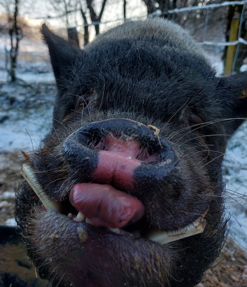 RathboneKim's tweet image. Pigoneer Pig Of The Day Rodney!
Rodney maybe the littlest piggy of them all but he has a big personality. Here he is doing a cheeky tongue out Tuesday!   😁👅
Join the Pigoneers help keep Rodney and the other the 98 rescue pigs @BTWsanctuary secure &amp;amp; fed⬇️
globalvegancrowdfunder.org/pigoneer-2000-…