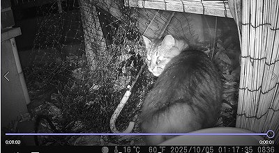 【置き去りになった猫たち　経過報告⑮】
okizari.jimdofree.com/%E7%B5%8C%E9%8…

欲しいものリストです。
amazon.co.jp/registry/wishl…
無理の無い範囲で宜しくお願い致します🙏
（収支報告の都合上、領収書など発行致します。 
申し訳ありませんが、 匿名のご支援は
お断りしております。個人情報は厳守致します）