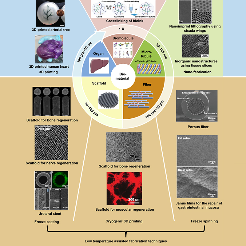 IntJExtremManuf's tweet image. This review covers low-temperature-field-assisted fabrication methods— #FreezeCasting, #cryogenic #3DPrinting, and freeze spinning—that use ice templating, enabling cross-scale #scaffolds that better mimic natural tissues in #TissueEngineering.

#IJEM: doi.org/10.1088/2631-7…