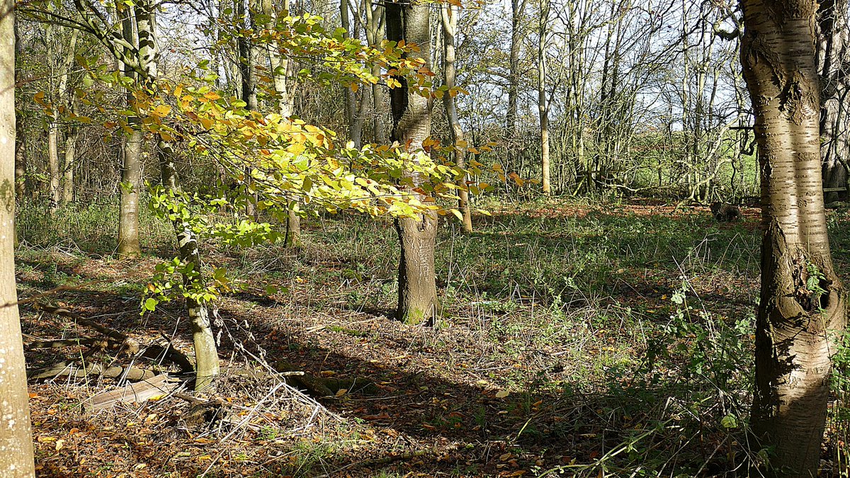 The last of the leaves just holding on before Winter begins to spread her icy fingers.🥰