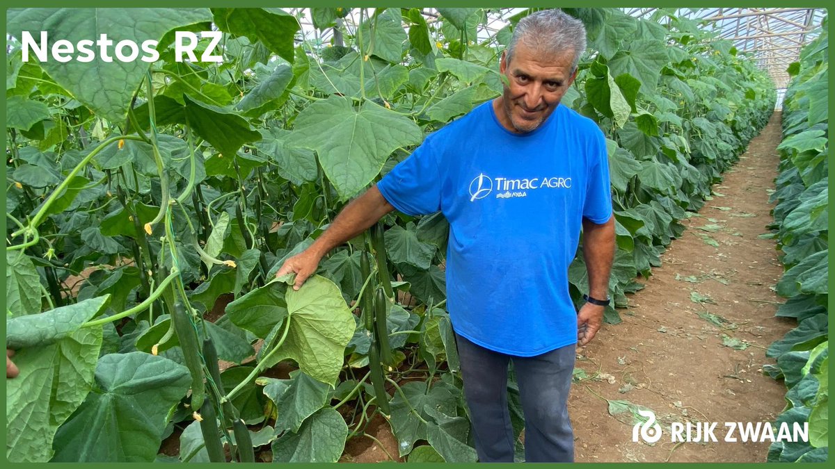 Nestos RZ

Στην καλλιέργεια του παραγωγού Νίκου Δογραματζάκη που εμπιστεύτηκε το Nestos RZ σε όλα του τα θερμοκήπια και παρά τη δυσκολία της φετινής χρονιάς με την πολύ κακή ποιότητα του νερού, έχει ένα πάρα πολύ καλό αποτέλεσμα σε ποιότητα και ποσότητα.
eu1.hubs.ly/H0pXY890