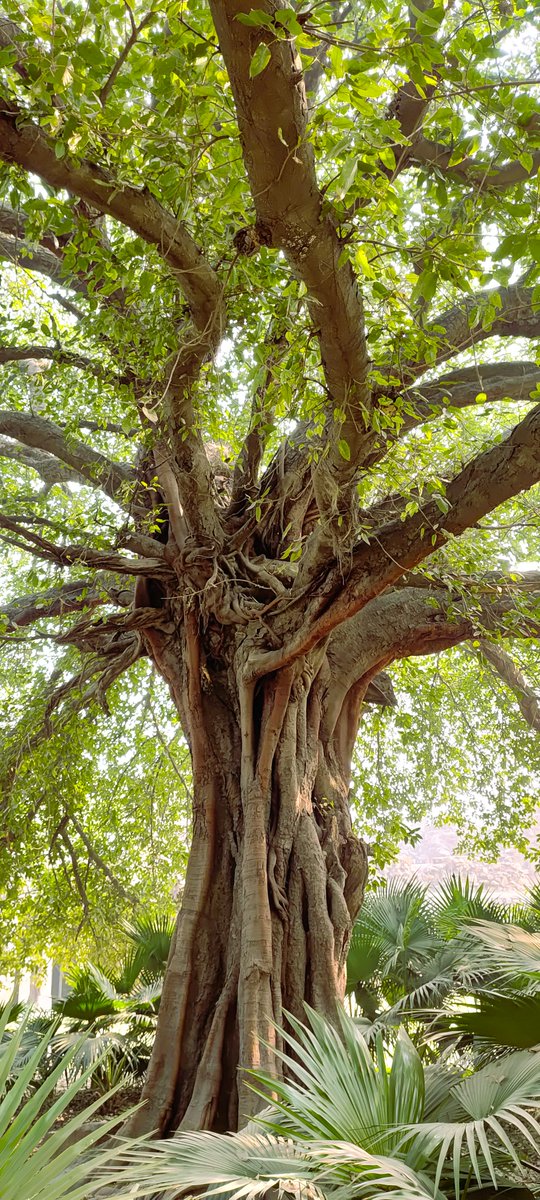 RiniLalsim's tweet photo. 🌳🍀🍃
Happy Tuesday
#thicktrunktuesday  #NatureLovers 
☕️Coffee break☕️ https://t.co/4bqdzJwwX9