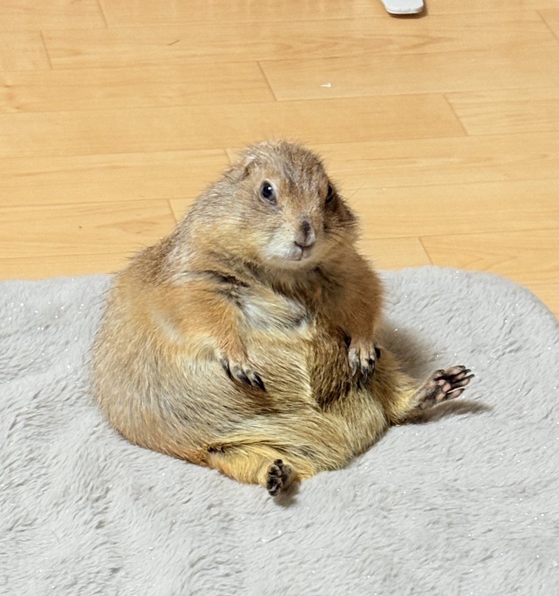 リクエストにお応え致します🐿️