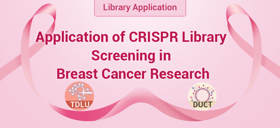ubigene's tweet image. 🔬 CRISPR library screening in breast cancer uncovers key drivers — e.g. NUMEN for PARPi resistance, and Cop1 in TNBC immune regulation. 
👉 Explore more: ubigene.us/application/cr…
#CRISPR #BreastCancer #TargetDiscovery #FunctionalGenomics