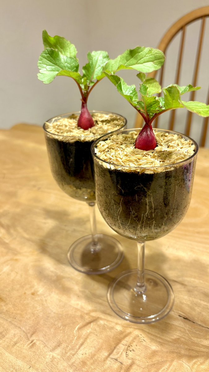 ぽたろうの家庭菜園HACK (@HACK1136) / Posts / X