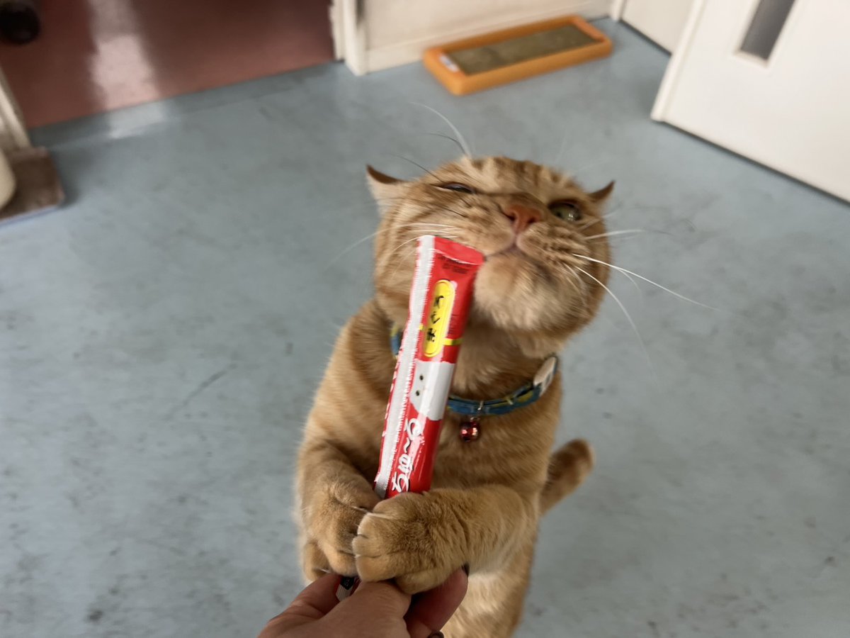 らんちゃん 今日のちゅ～る 今日もやる気ある男🐱✨ 3回もジャンプして