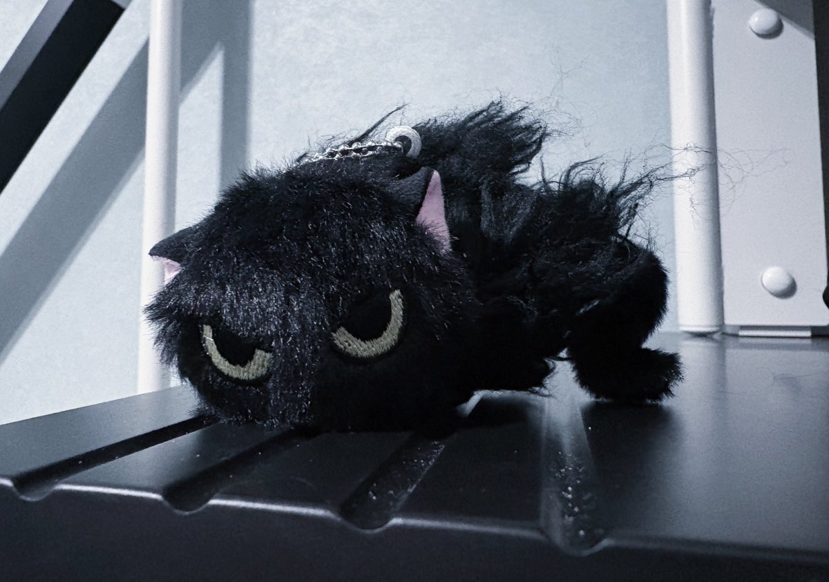 coco_loki_'s tweet image. やっとげとった㌔ちゃん概念ねこ/•᷅•᷄\੭かわいい