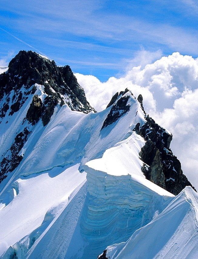 Beautiful flowers 🪷 (@annarblk) on Twitter photo 