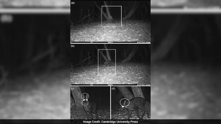 Bengal24X7news's tweet photo. 🦌📸 After seven decades, scientists have captured the FIRST photographic evidence of the elusive Musk Deer in West Bengal !
Nature never stops surprising us. 💚 #MuskDeer #WildlifeUpdate #IVCA_GreenSummit https://t.co/sNcL8uxFFh