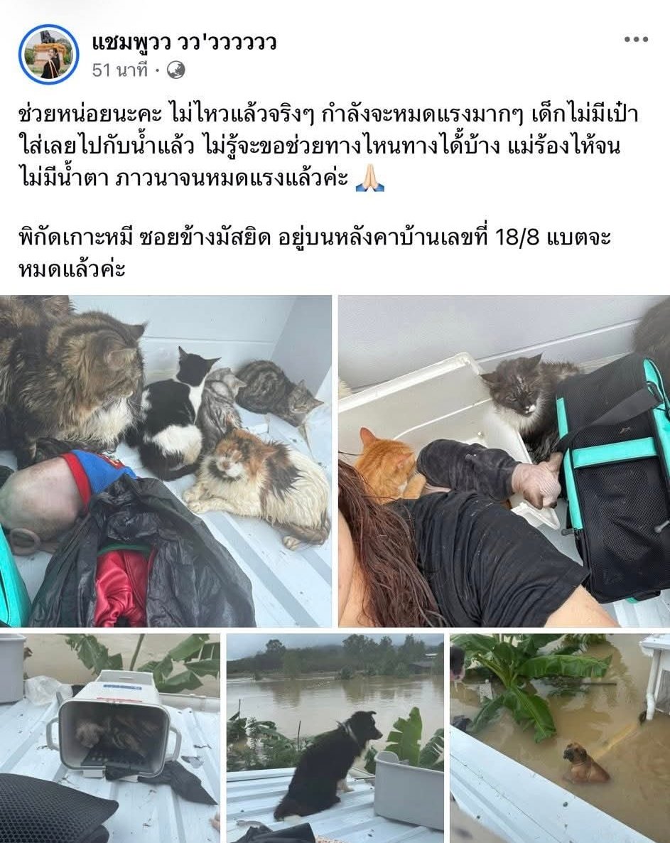 mynameisnan94's tweet image. ‼️‼️เคสนี้แม่จะไม่ไหวแล้วค่ะ ‼️‼️

ช่วยหน่อยนะคะ ไม่ไหวแล้วจริงๆ กำลังจะหมดแรงมากๆ เด็กไม่มีเป๋าใส่เลยไปกับน้ำแล้ว ไม่รู้จะขอช่วยทางไหนทางได้้บ้าง แม่ร้องไห้จนไม่มีน้ำตา ภาวนาจนหมดแรงแล้วค่ะ 🙏🏻 

พิกัดเกาะหมี ซอยข้างมัสยิด อยู่บนหลังคาบ้านเลขที่ 18/8 แบตจะหมดแล้วค่ะ

#น้ำท่วม…