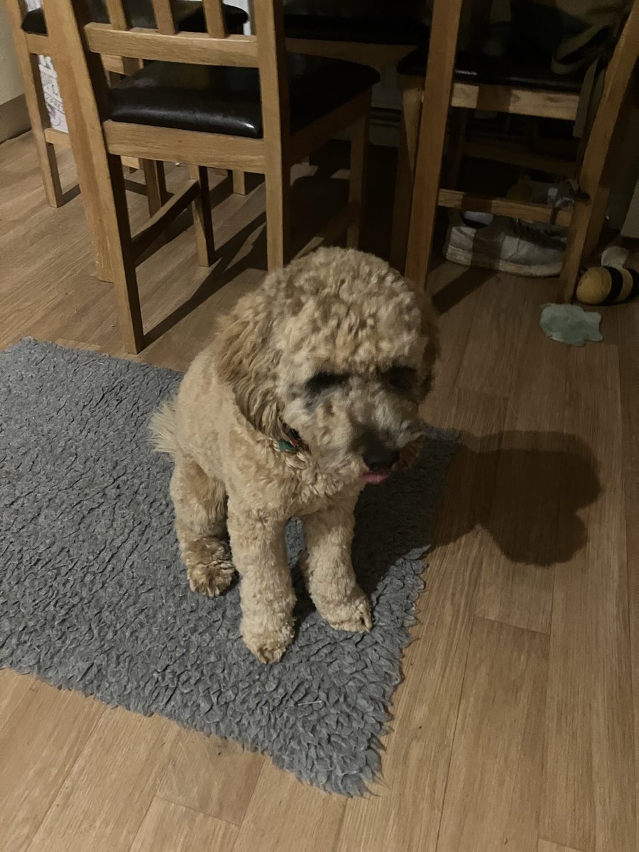 Oscars is tounge out Tuesday