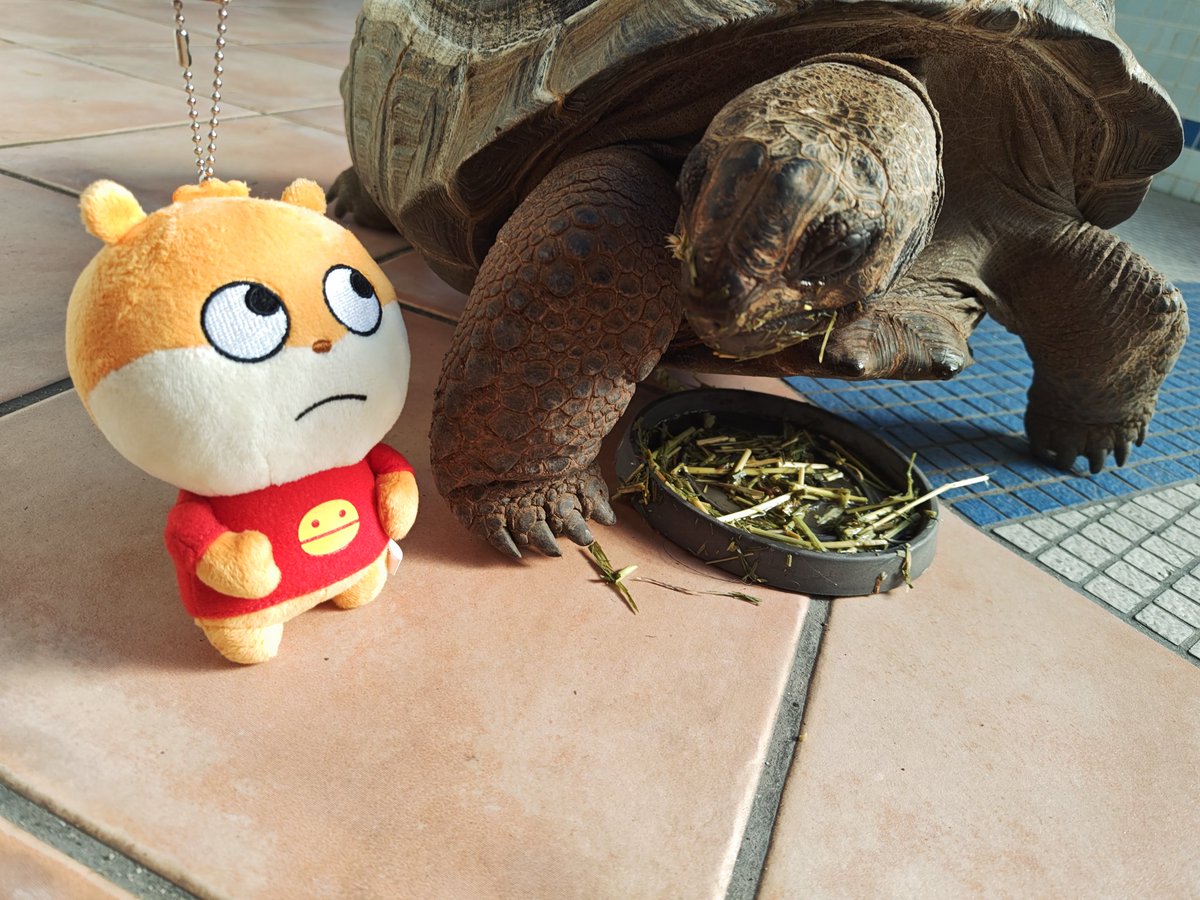 zc33s_konezumi's tweet photo. 道の駅 紀宝町の ウミガメ公園 で軽いランチを食べてから、お隣にあるウミガメ水族館を見に行きました😀
散歩中のリクガメさんがこねちゃんとお話ししてたみたいです(笑)
その後、今回の旅の最後に紀北町の 道の駅 紀伊長島マンボウ で #R42 と #R309 の #国道ステッカー をGET!
楽しい2日間でした✌ https://t.co/A4lG4ugrC0