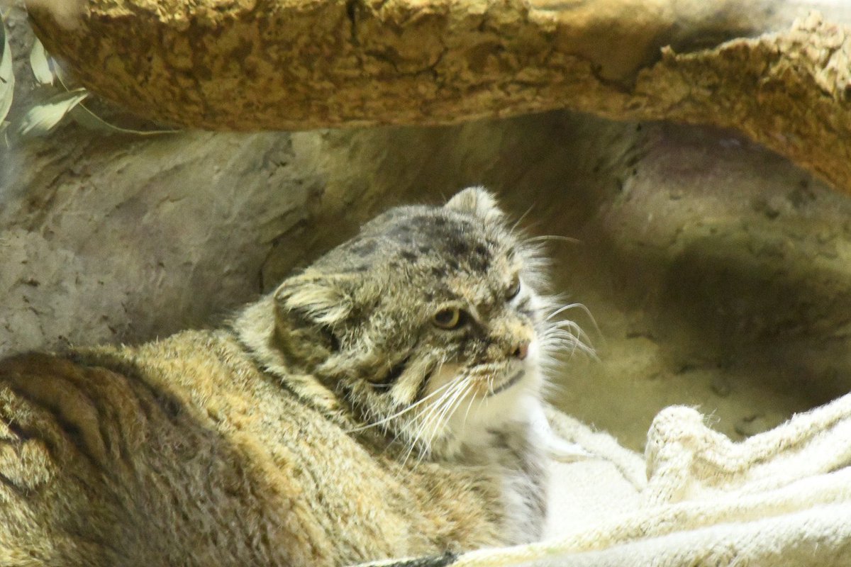 プリームラさん「あの子は野毛山に慣れたかしらね？」

#上野動物園　#マヌルネコ　#小獣館