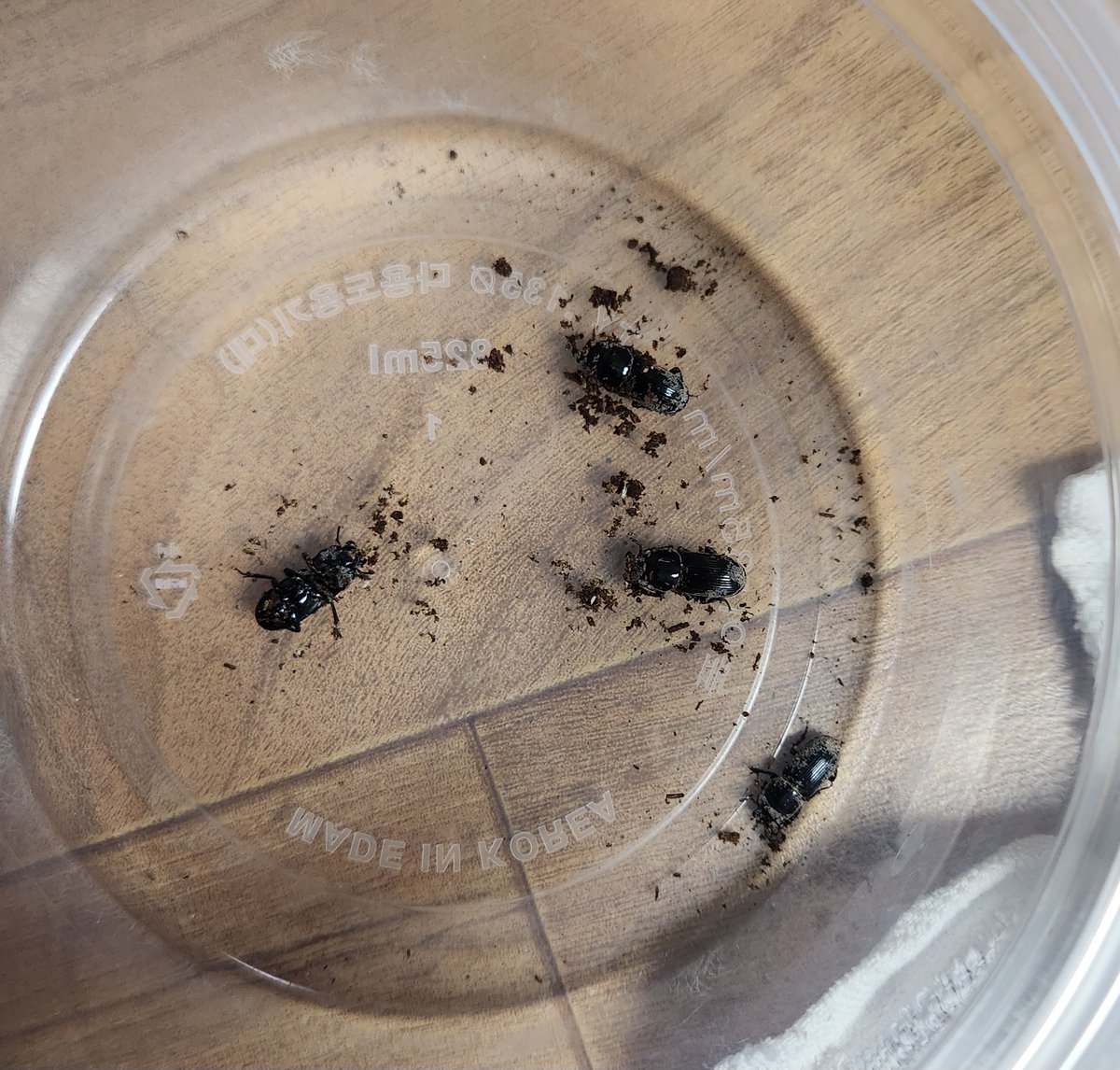 Ha(Azazel) tweet media